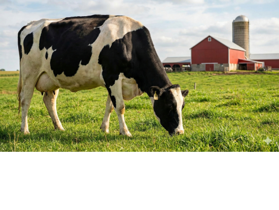 Cow in a pasture eating grass