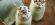 Mint Matcha Shake