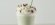 Malted Mint Shake